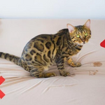 Pet Toilet Training Aid